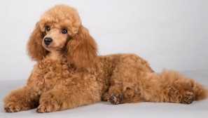 Колко капчици живеят у дома: признаци на стареене и начини за удължаване на живота на кучето